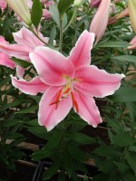 [4207 Marlon NES No02.JPG]